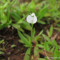 Burmannia pusilla (Miers) Thwaites